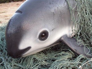México tomará medidas urgentes para preservar la vaquita marina