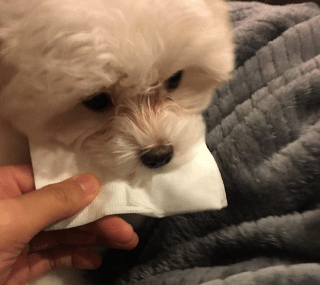 La perrita que cuida de su dueña resfriada