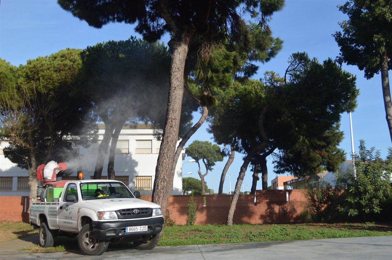 Punta Umbría en ‘pie de guerra’ contra la procesionaria