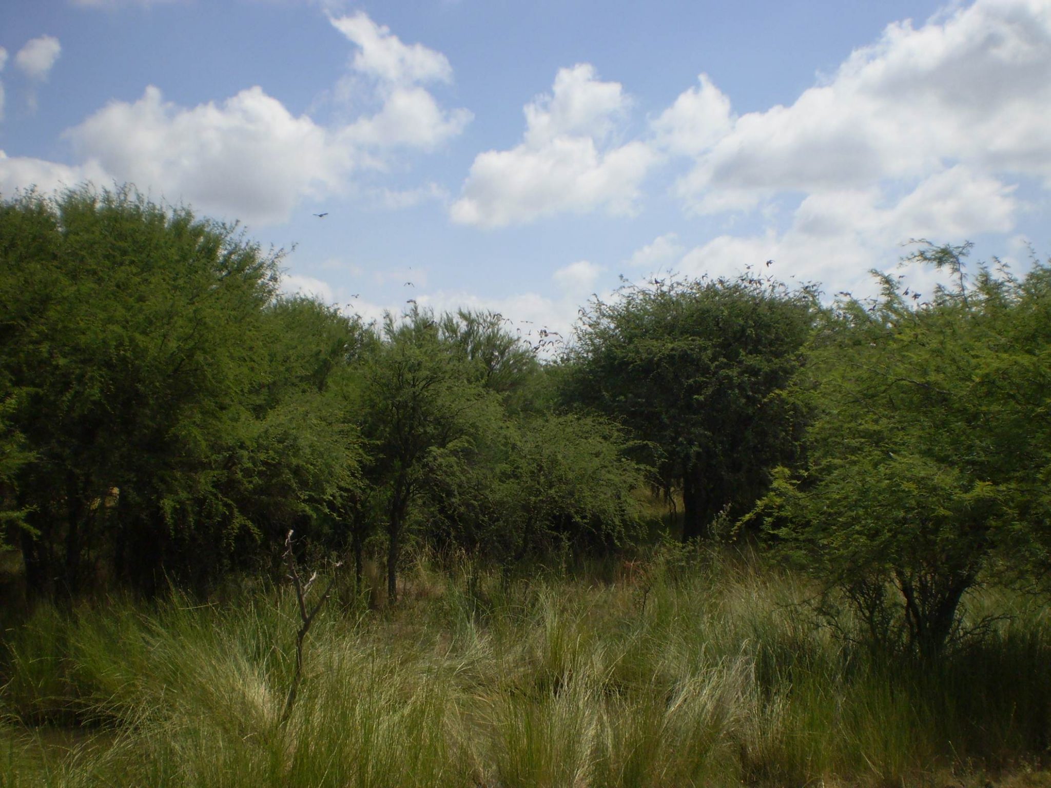 Crean un sistema de ecuaciones para estimar la biomasa y el carbono de los bosques de caldén de Argentina