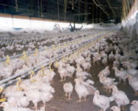 Estudiarán las enfermedades que saltan entre especies