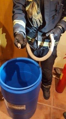Atrapan una enorme culebra bajo la cama de una vivienda en Jaén