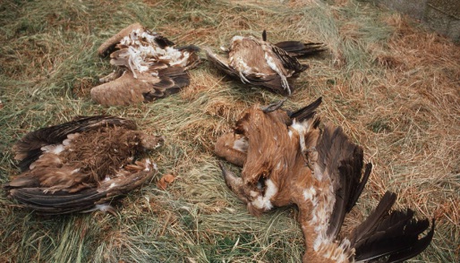 La nueva normativa sobre uso sostenible de fitosanitarios es insuficiente para acabar con el uso ilegal de veneno