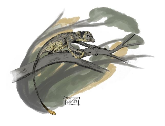 Conoce al trepador con plumas capaz de planear