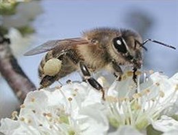 Investigadores hallan que los márgenes de cultivo son beneficiosos para la conservación de las abejas silvestres
