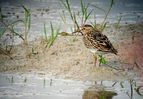 Gecen exige al Consell que explique la muerte de aves con la excusa de capturarlas para concursos