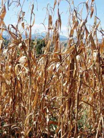 Sequía. Portugal no afronta desde 1930 un invierno tan seco