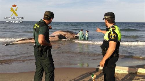 Una ballena muerta en la playa de Cullera