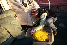 La tortuga verde rescatada en Almería