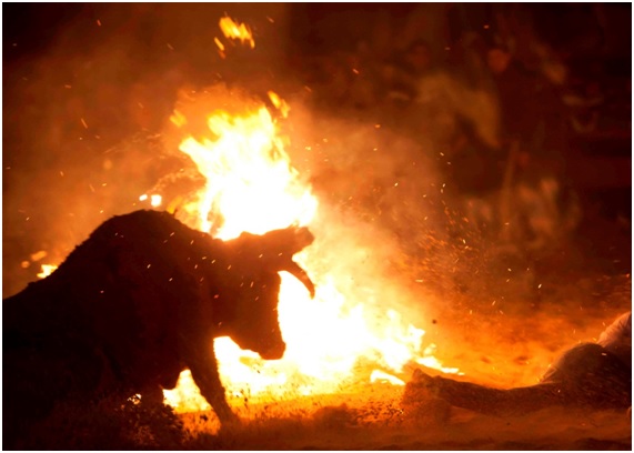 Protección Animal un pilar para ‘PODEMOS’