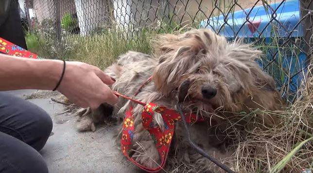 El perro callejero que encontró un hogar (Vea VIDEO)