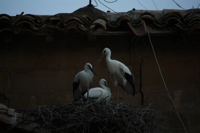 Cáceres vuelve a la FIO de Monfragüe con un stand propio para promocionar su riqueza ornitológica