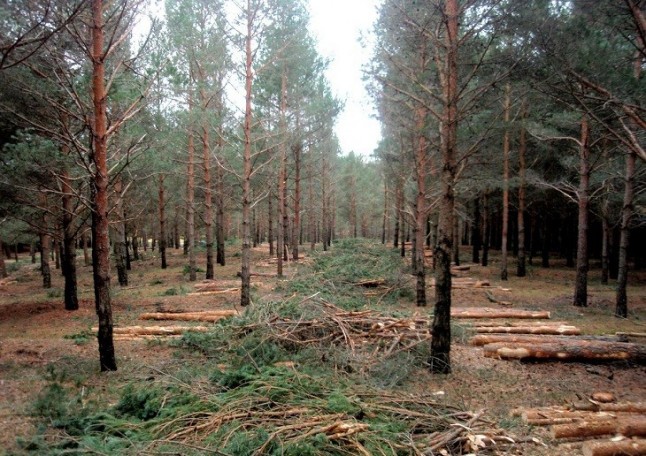 Actuaciones silvícolas en Andalucía