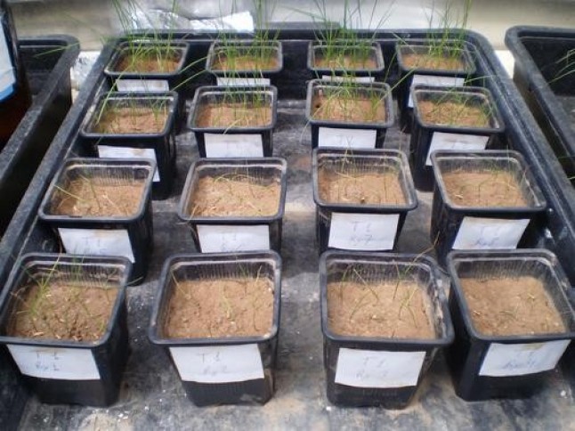 Aguas residuales y lodos para el crecimiento de la vegetación en terrenos degradados