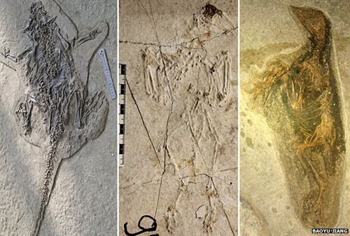Qué sabes del gran yacimiento chino de dinosaurios