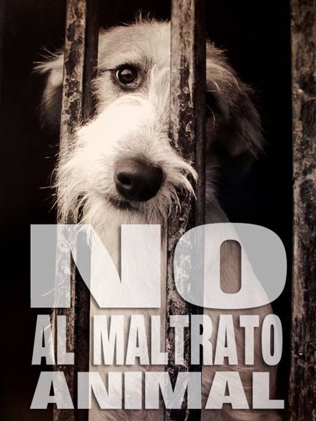 Falta de voluntad política para poner fin al abandono y maltrato animal generalizado en España