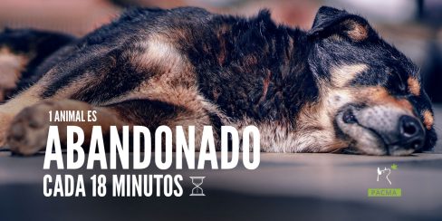 En Cataluña se abandona un animal cada 18 minutos