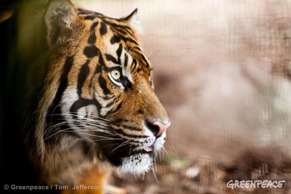 Te apuntas para salvar al tigre de Sumatra