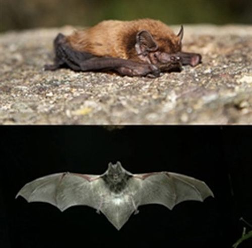 Hallan en Collserola dos nuevas especies de murciélago