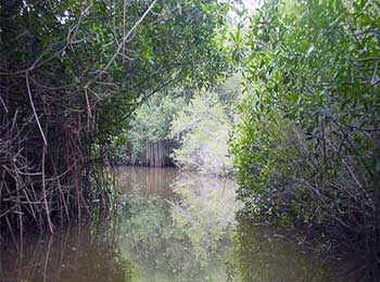 En México existen seis mil 464 humedales: 5% del territorio