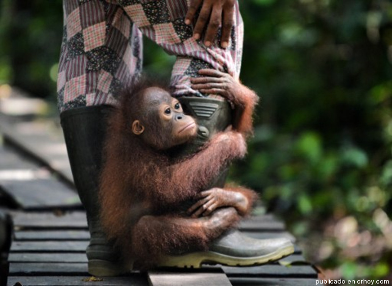 Una escuela para orangutanes