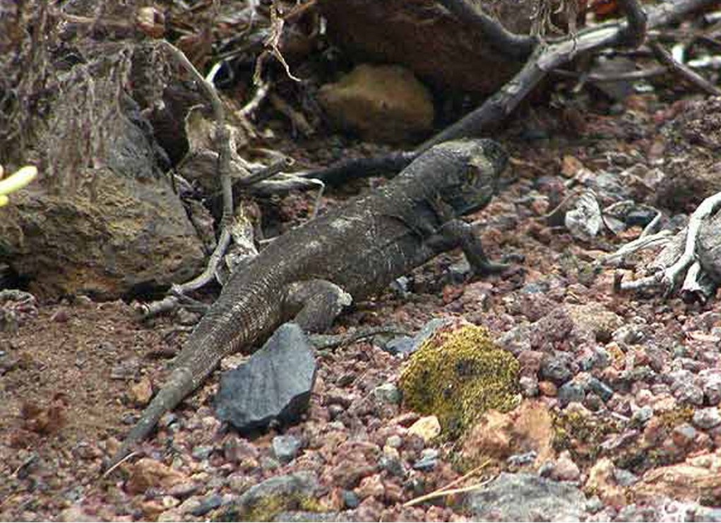 Primera puesta de huevos de Lagarto Gigante de El Hierro