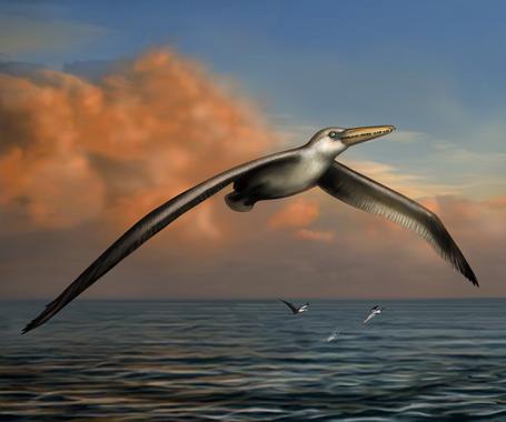 Conoce el ‘Pelagornis sanders’ el ave más grande jamás conocida