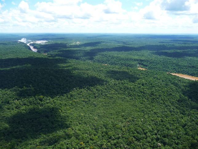 La Mata Atlántica brasileña fuera de peligro inminente