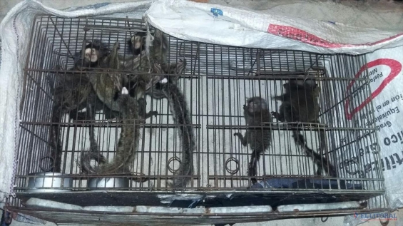 Argentina. Hallan 37 monos y otros animales para la venta en Corrientes