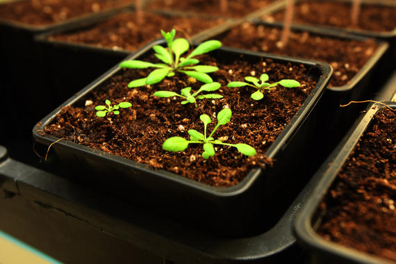 Arma letal ‘ecologica’ contra las plagas agrícolas