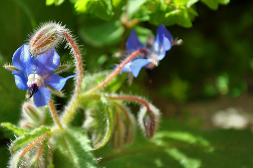 Hallan plantas genéticamente modificadas asilvestradas en EE UU