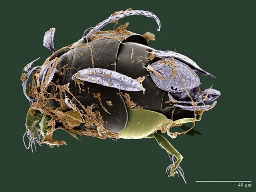 Ácaros: el otro mundo bajo el microscopio