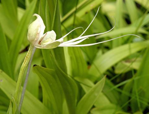 Argentina cuenta con una lista de 1.800 plantas amenazadas
