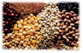 AMÉRICA Sembrando vida