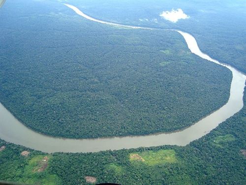 El Amazonas alberga más de 16.000 especies diferentes de árboles