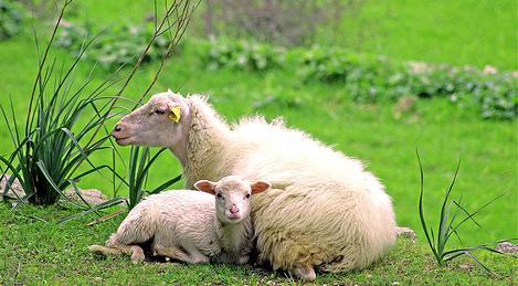 Ovejas verdes para combatir el cambio climático