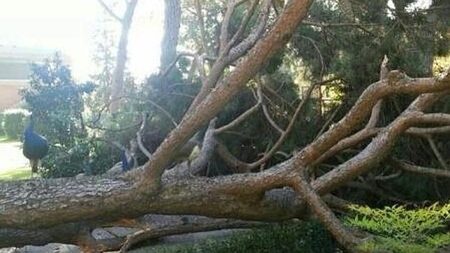 Cae otro árbol en el Retiro (Madrid)