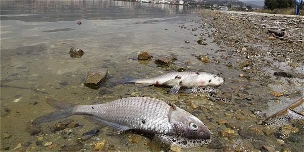 Los ecologistas denuncian la muerte de varios peces muertos por un vertido en la ría de Avilés
