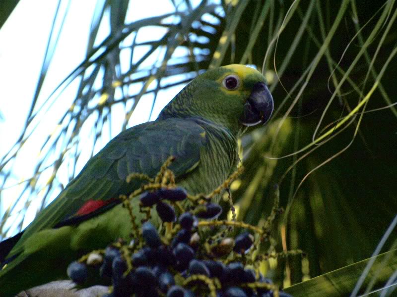 Congreso internacional sobre fauna salvaje