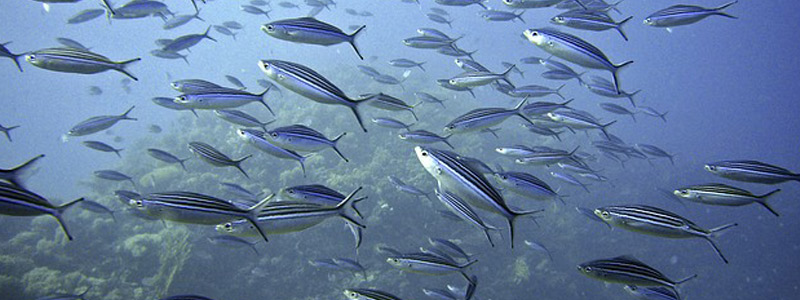 Crean base de metadatos de investigación marina en México