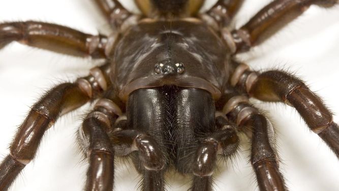 Canarias estudia la creación de un banco de antídotos frente a especies exóticas