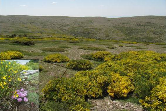 Aumento del matorral en las cumbres de las montañas debido al cambio climático