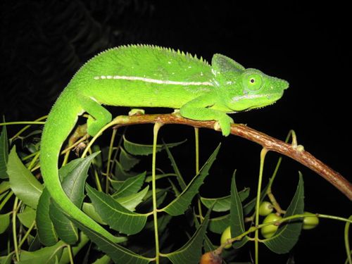 Nueva esperanza para uno de los réptiles más raros del mundo