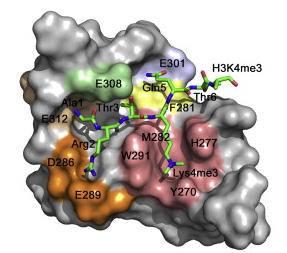 Dido controla la proliferacion y diferenciacion de las células madre