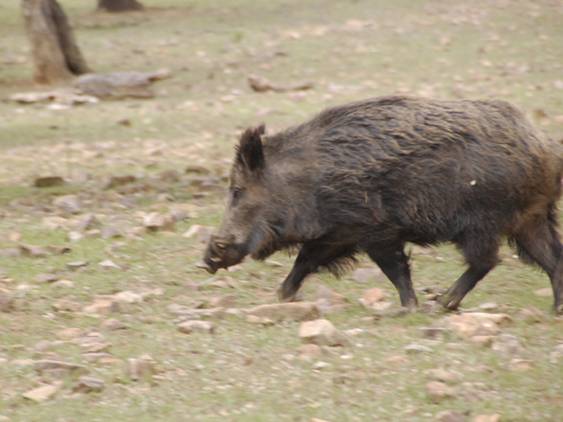 Andalucía autoriza batidas de jabalí en la campiña cordobesa
