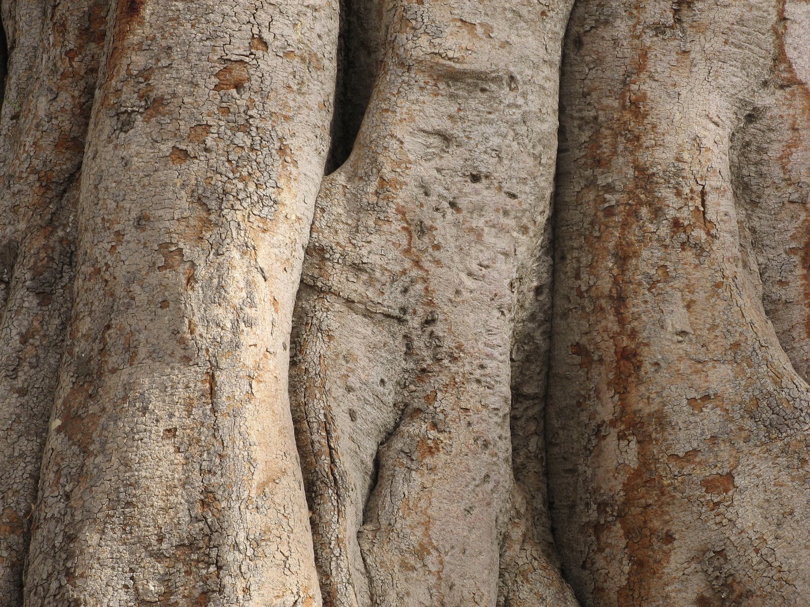 Nuevo método para análisis de imágenes hemisféricas forestales