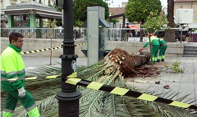 Talan una palmera centenaria en Mérida y se quedan tan anchos…