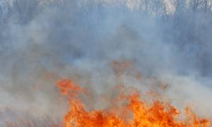 El incendio de Frigiliana calcina tres hectáreas de terreno agrícola