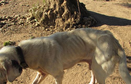 3 ‘desalmados’ detenidos por maltrato animal en Sevilla