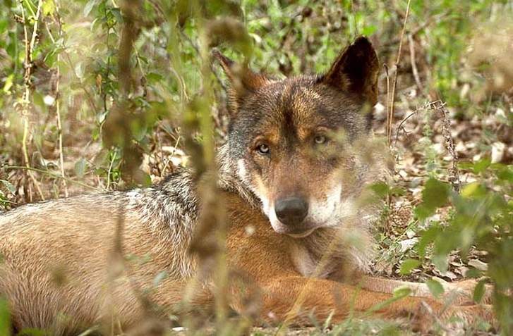 Andalucía convoca al Comité Científico Técnico del Lobo